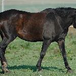 Surma