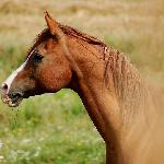 Mameluck<br />&copy; Agnieszka Marcyniuk