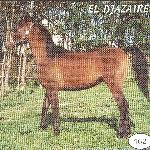 El-Djazair / El Djazair - El Djazair w wieku 1,5 roku