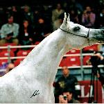 Galilea