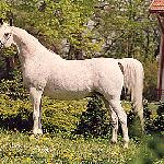 Grenlandia