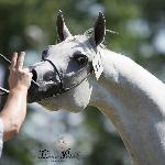 Argolida - Pride of Poland 2015 - fot. Erna Polak<br />&copy; Erna Polak