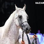 Oktavia - Summer Arabian Horse Sale 2018<br />&copy; Dava Palej Timeless Photography