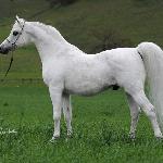 Sanadik El Shaklan<br />&copy; Wojtek Kwiatkowski Equine Photography
