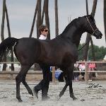 HS Pirandelo<br />&copy; Lutetia Arabians