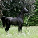 HS Pirandelo<br />&copy; Lutetia Arabians