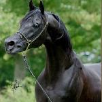 HS Pirandelo<br />&copy; Lutetia Arabians