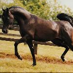 HS Pirandelo