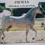 Pikieta