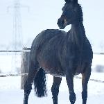 Wendy<br />&copy; Katarzyna Broda