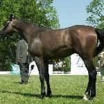 Bal - Championat Koni Małopolskich 2007
