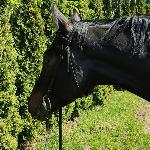 Empres