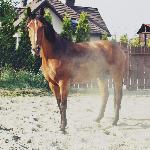 Poziomka