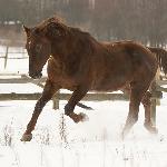 Azer I<br />&copy; Katarzyna Hibner