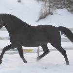 Szaman