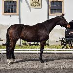 Promesa<br />&copy; J.Ł.<br /><i>Wiosenny Przegląd Hodowlany w SK Racot 27 kwietnia 2018</i>