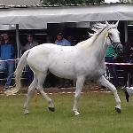 Dolores
