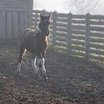 Aramis