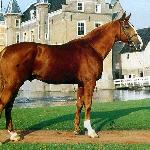 Calvados / Sable Rose