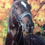 Saint Cloud