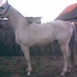 Czos