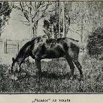 Picador ex Maciek<br /><i>"Od Nicei do Nowego Jorku"</i>