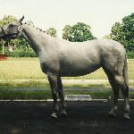 Ciszyca
