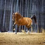 Empres - Empres at Western Canadian Breeders Show<br />&copy; Permission Amanda Ubell