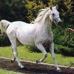 Empressa