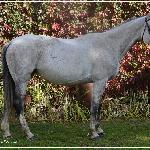 Celimena<br />&copy; www.stajniawielkiewierzno.pl<br /><i>Wielkie Wierzno dn. 27.09.2014</i>