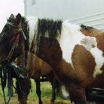 Ilion<br />&copy; kejti<br /><i>Dni Huculskie 2000</i>