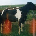 Antares<br />&copy; kejti