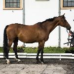 Penni<br />&copy; fb SK Racot<br /><i>Jesienny Przegląd Hodowlany 10.2019</i>