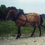 Czardasz