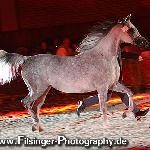 Egea - Egea 2008<br />&copy; Irina Filsinger