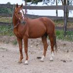 Ildan
