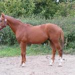 Ildan