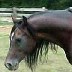 Garnizon