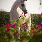 Esklawa<br />&copy; Zobair Stud