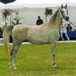 El Dorada