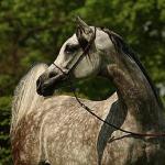 Embella