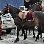 Jesion - Parada huculska - Warszawa - sierpień 2011<br />&copy; kejti