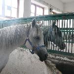 Empiryka