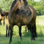 Witamina