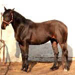 Jovellanos