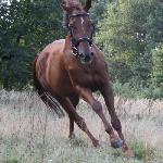 Korsa