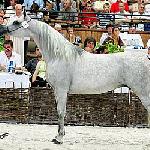 Errara - Errara 2007
