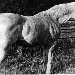 Cancara