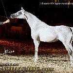 Samura - Samura 2009<br />&copy; Irina Filsinger