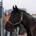 Emir - 2008